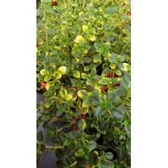 Разсад Лимонена Мащерка Шарена