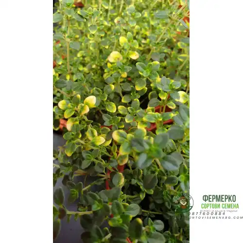 Разсад Лимонена Мащерка Шарена