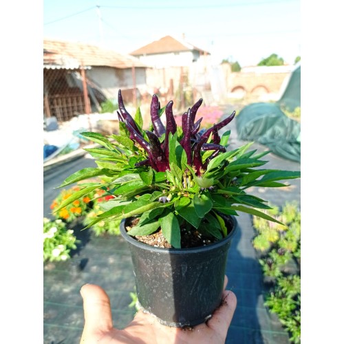 Разсад от люти чушки черни / Capsicum annuum Joker black (реални снимки)