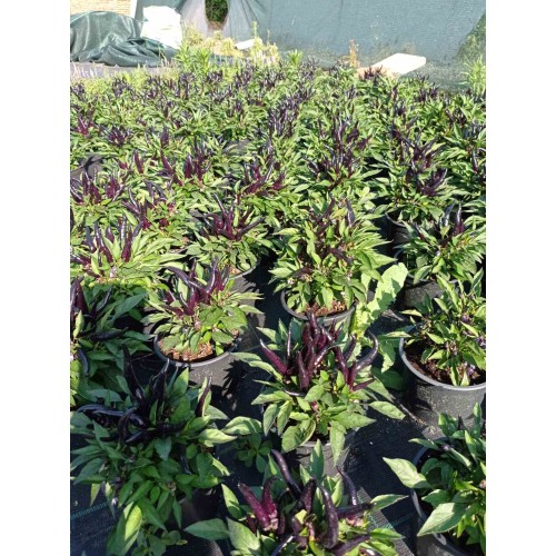 Разсад от люти чушки черни / Capsicum annuum Joker black (реални снимки)