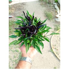 Разсад от люти чушки черни Capsicum annuum Joker black (реални снимки)