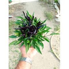 Разсад от люти чушки черни Capsicum annuum Joker black (реални снимки)
