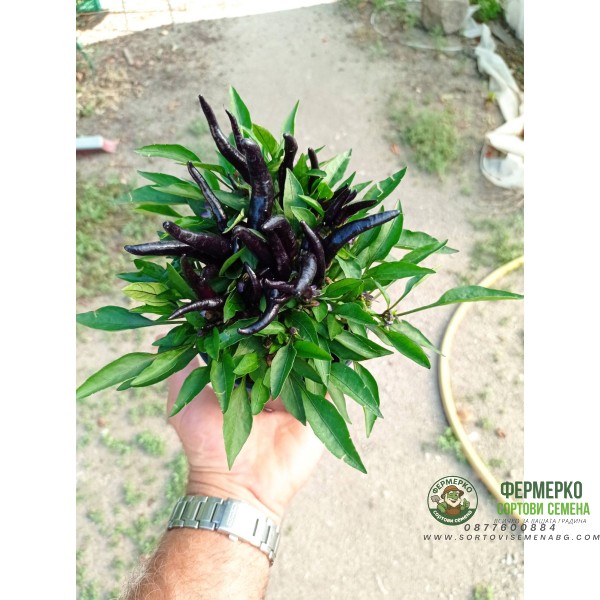 Разсад от люти чушки черни Capsicum annuum Joker black (реални снимки)