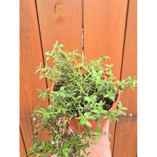 Разсад Мащерка в саксия / Thymus