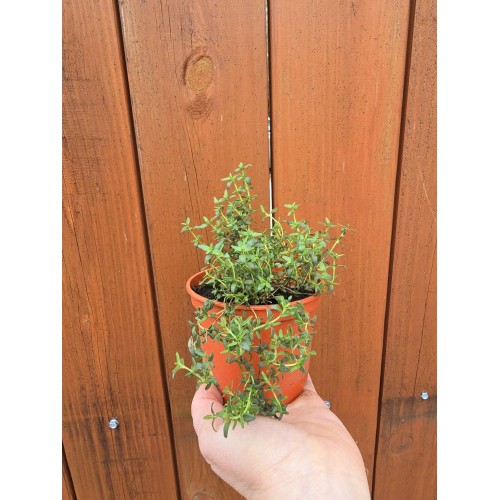Разсад Мащерка в саксия / Thymus