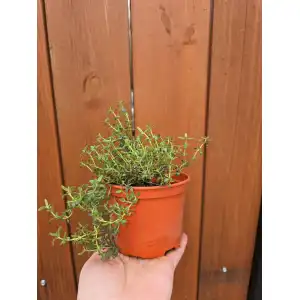 Разсад Мащерка в саксия / Thymus vulgaris