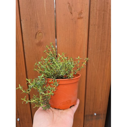 Разсад Мащерка в саксия / Thymus