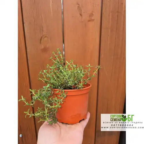 Разсад Мащерка в саксия / Thymus vulgaris