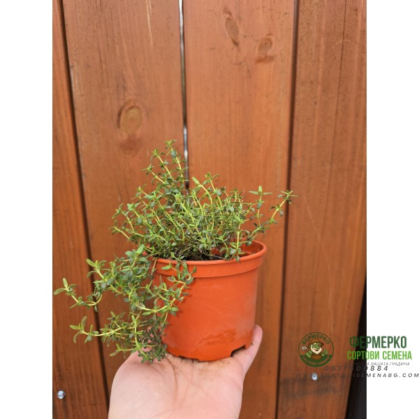 Разсад Мащерка в саксия Thymus vulgaris