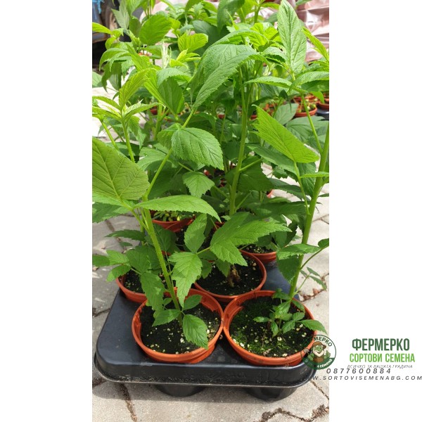 Разсад Малини Люлин в саксия