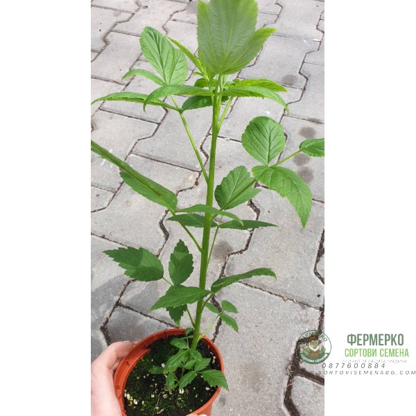 Разсад Малини Люлин в саксия