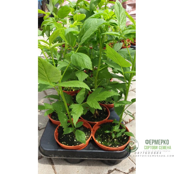 Разсад Малини Люлин в саксия