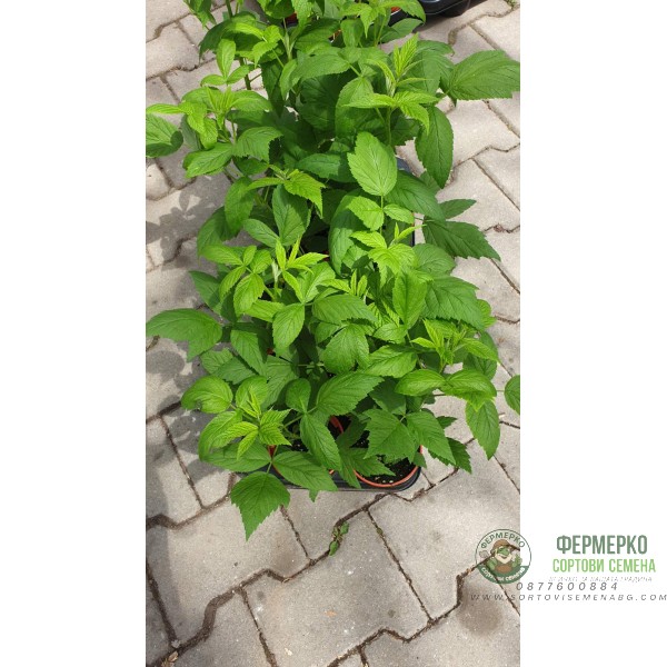 Разсад Малини Люлин в саксия