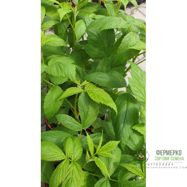 Разсад Малини Люлин в саксия