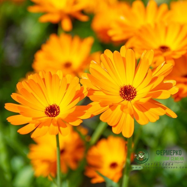 Разсад медицински Невен