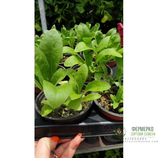 Разсад медицински Невен Разсад медицински Невен