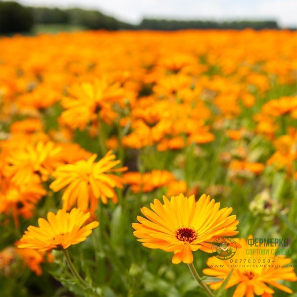 Разсад медицински Невен Разсад медицински Невен