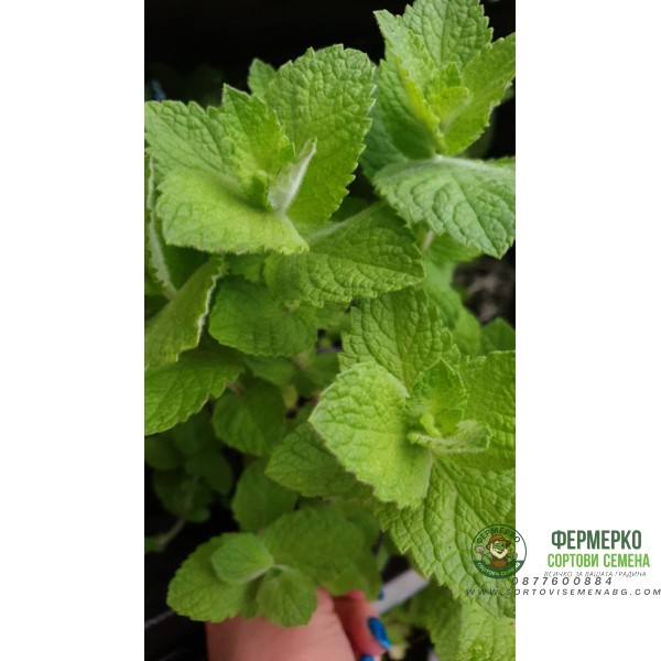 Разсад Мента с аромат на Ананас