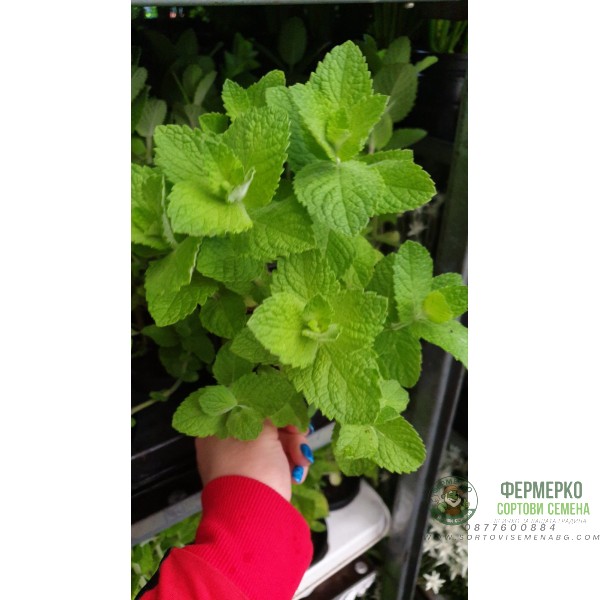 Разсад Мента с аромат на Ананас