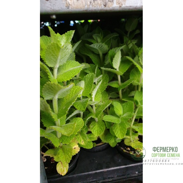 Разсад Мента с аромат на Ананас