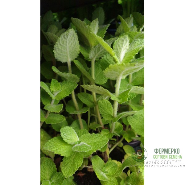 Разсад Мента с аромат на Ананас