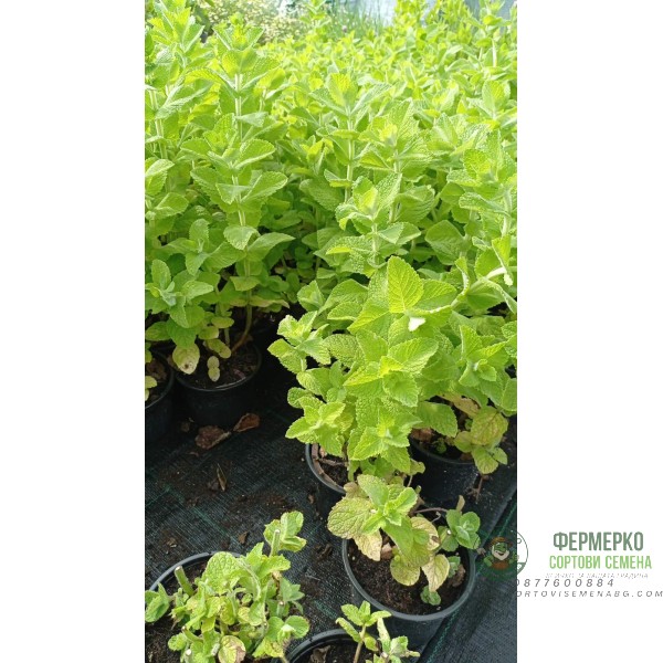Разсад Мента с аромат на Ананас
