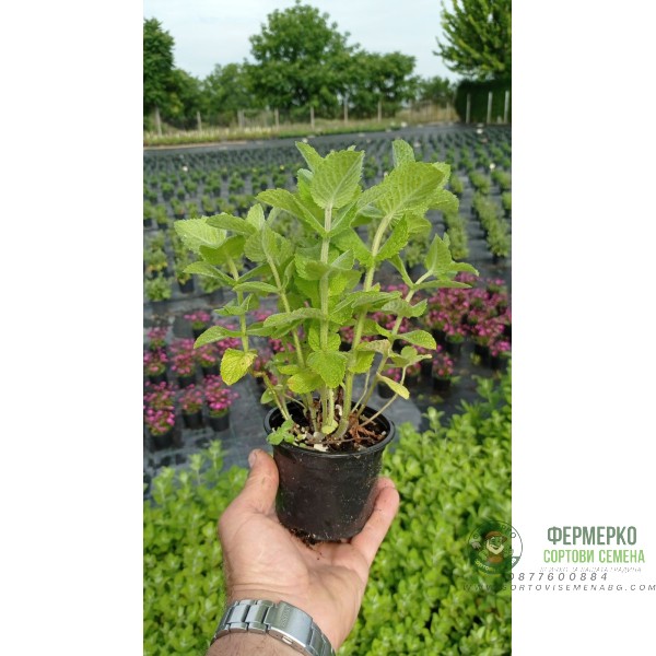Разсад Мента с аромат на Ананас