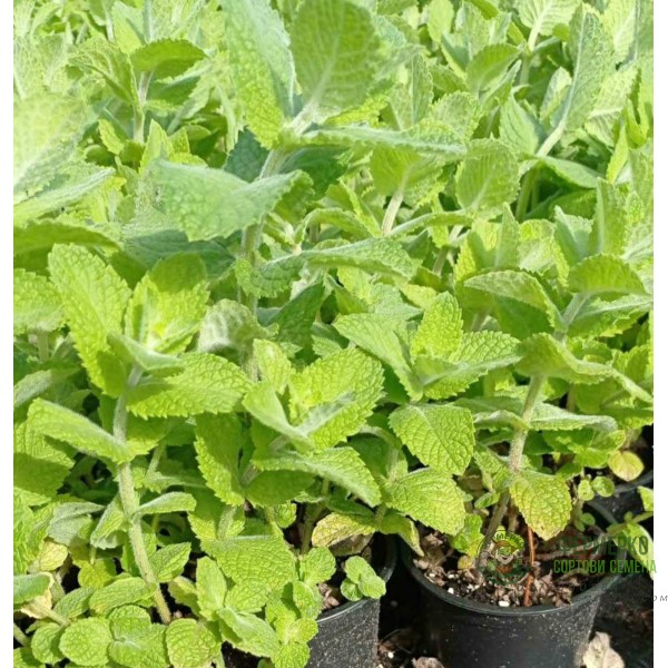 Разсад Мента с аромат на Ананас