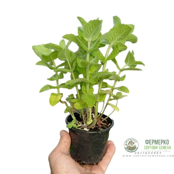 Разсад Мента с аромат на Ананас