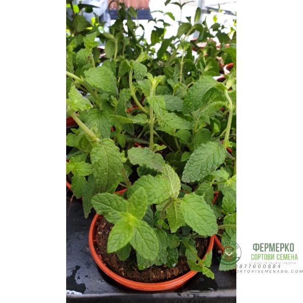 Разсад Мента с аромат на Ягода Mentha × piperita f citrata Strawberry