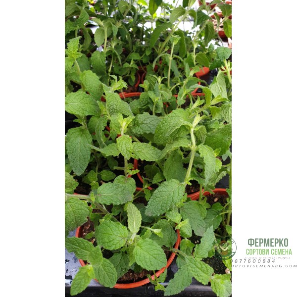 Разсад Мента с аромат на Ягода Mentha × piperita f citrata Strawberry