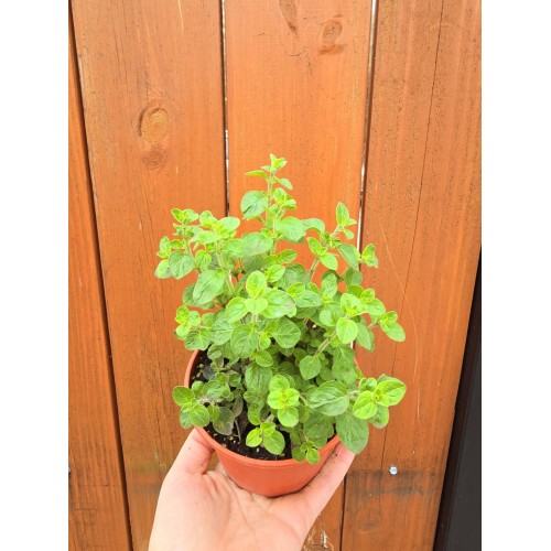 Разсад Риган / Origanum vulgare