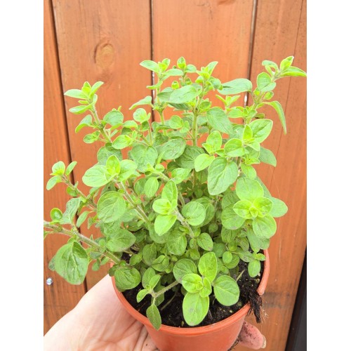 Разсад Риган / Origanum vulgare