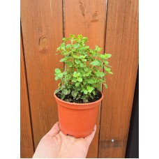 Разсад Риган Origanum vulgare