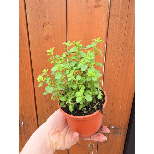Разсад Риган / Origanum vulgare