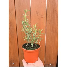 Разсад Розмарин Rosmarinus officinalis
