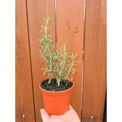 Разсад Розмарин Rosmarinus officinalis