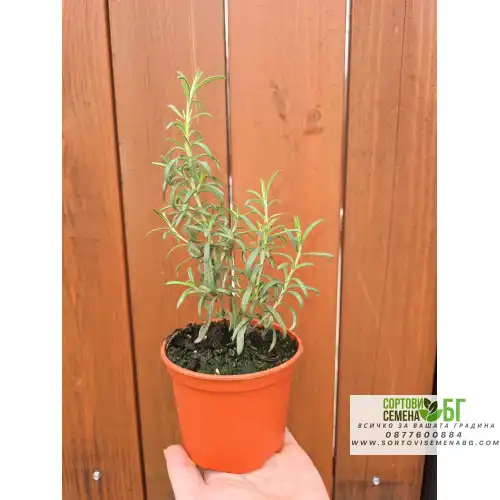 Разсад Розмарин / Rosmarinus officinalis