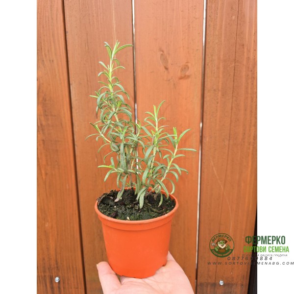 Разсад Розмарин Rosmarinus officinalis