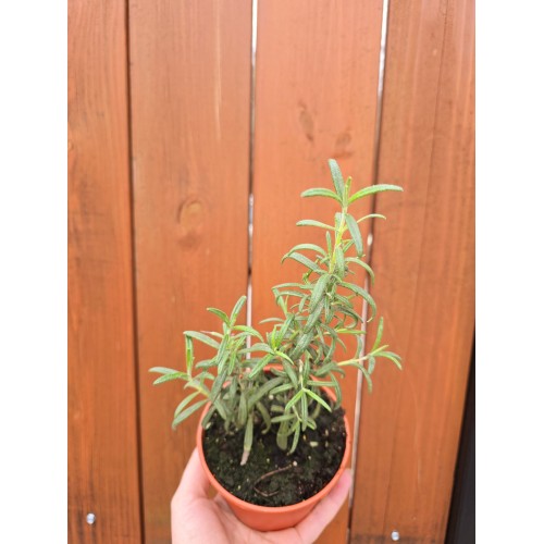 Разсад Розмарин / Rosmarinus officinalis