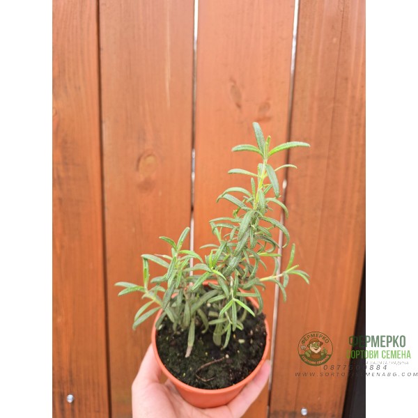 Разсад Розмарин Rosmarinus officinalis