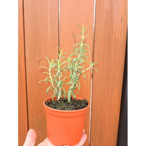 Разсад Розмарин / Rosmarinus officinalis