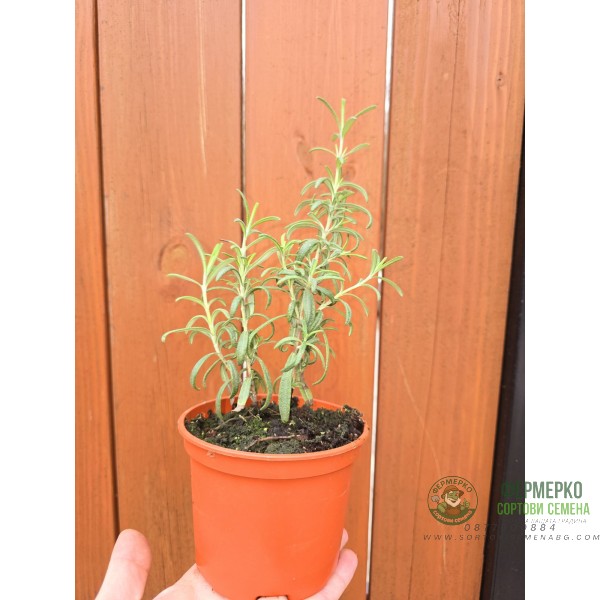 Разсад Розмарин Rosmarinus officinalis