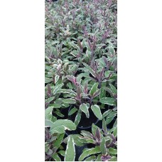 Разсад Салвия - шарена Salvia officinalis