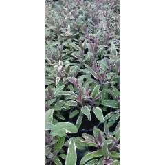 Разсад Салвия - шарена Salvia officinalis