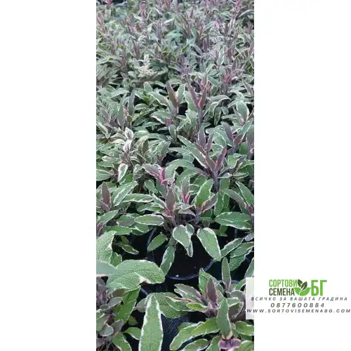 Разсад Салвия - шарена  / Salvia officinalis