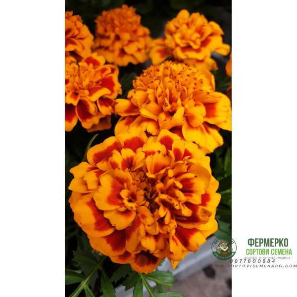 Тагетес ( Турта ) - разсад 10бр. опаковка