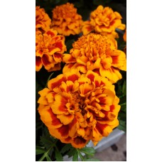 Тагетес ( Турта ) - разсад 10бр. опаковка