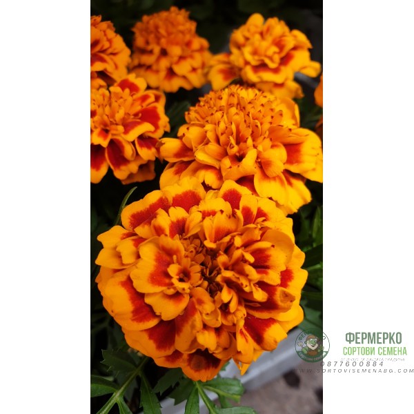 Тагетес ( Турта ) - разсад 10бр. опаковка