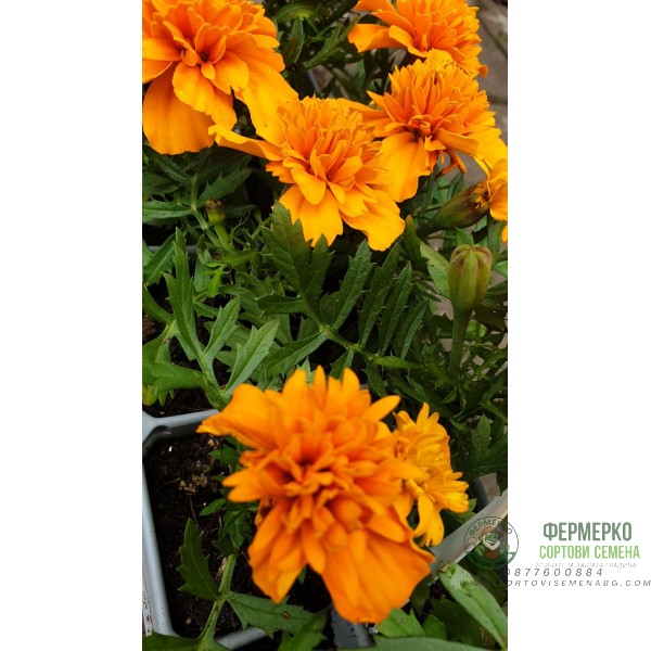 Тагетес ( Турта ) - разсад 10бр. опаковка